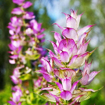 Clary sage flowers growing in the wild