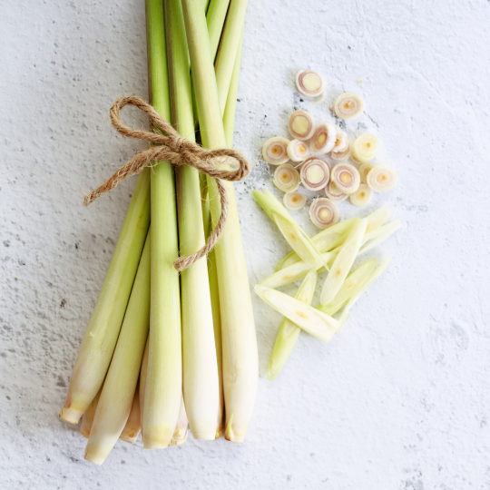 Lemongrass gathered in a bunch on a white background