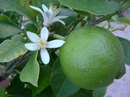 Lime fruit and blossom growing on a tree