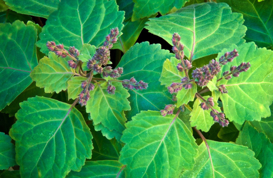 Patchouli flowers and green leaves 