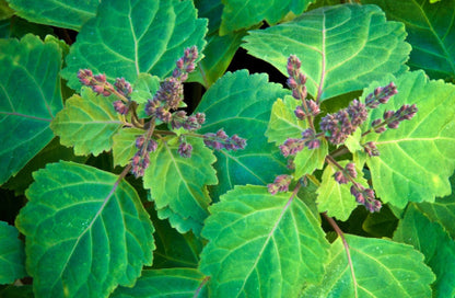 Patchouli flowers and green leaves 