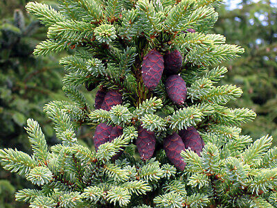 Black spruce branches and cones in close up