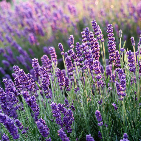 Lavender plants growing in sunshine