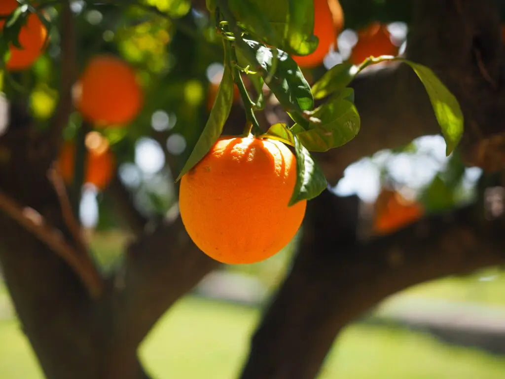 An orange growing on a tree with leaves and tree branches.
